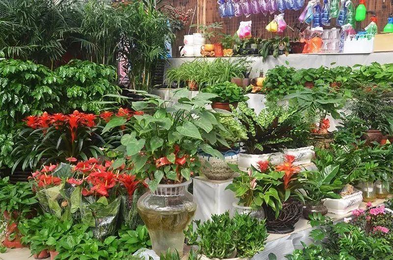 唐山花卉市场